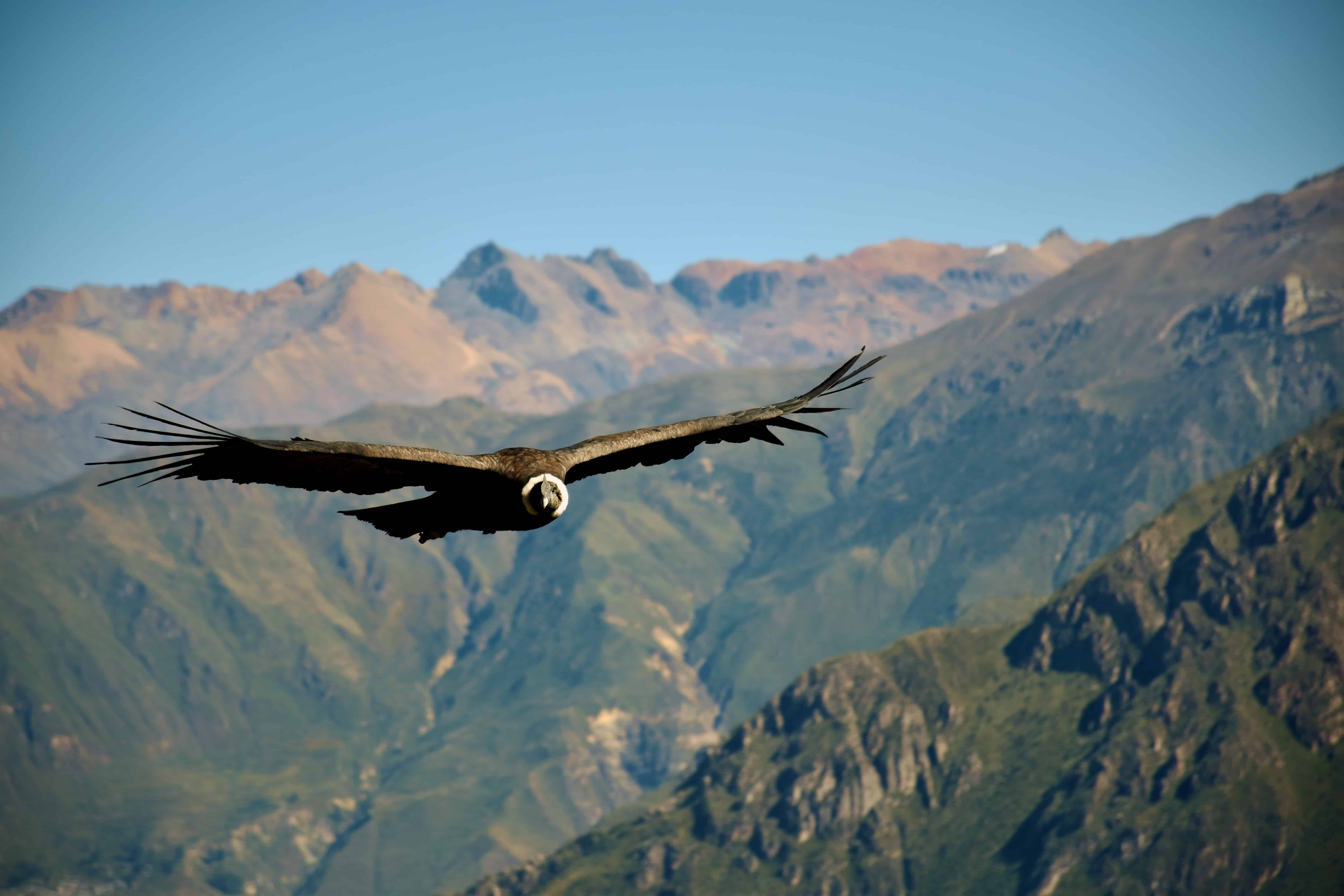 Giorno 7. Il Volo del Condor e l'Altopiano del Titicaca