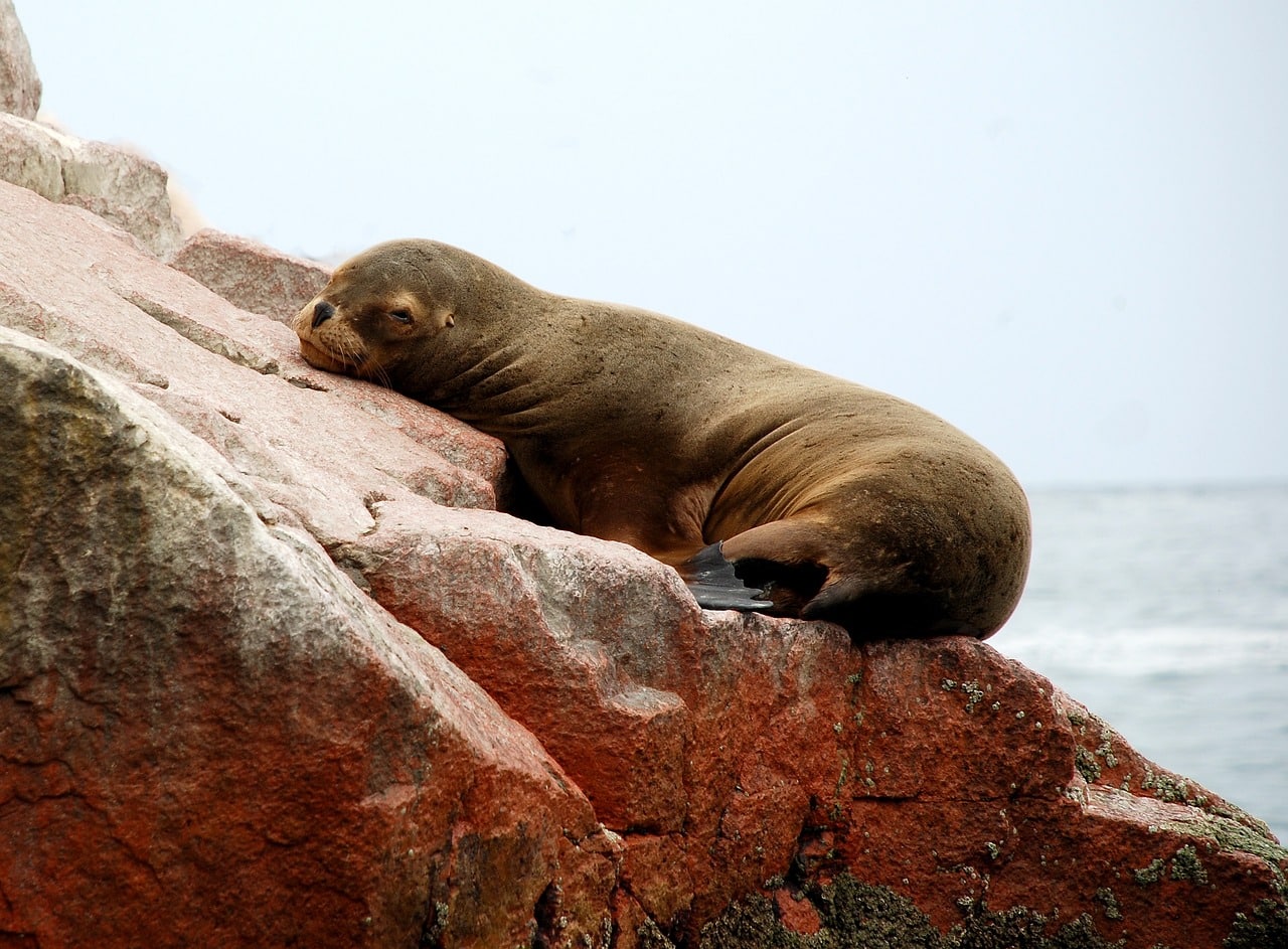 Giorno 3. Paracas: Le "Galapagos Peruviane" e rotta verso Nasca