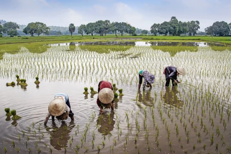 Popolazione del Vietnam: nord e sud
