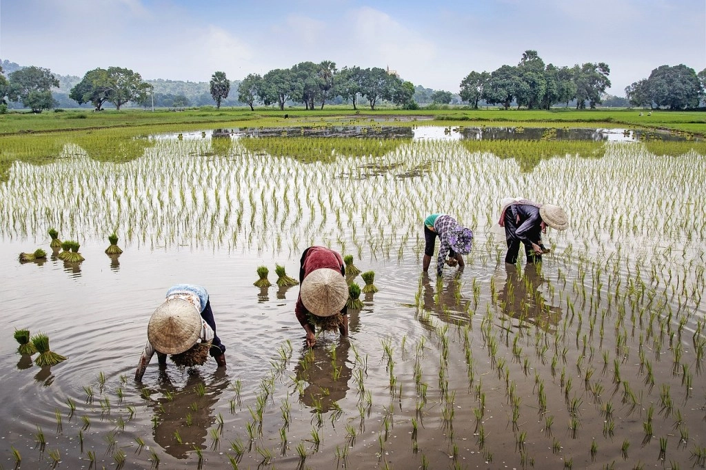 Contadine che trapiantano il riso in una risaia allagata, popolazione rurale del Vietnam