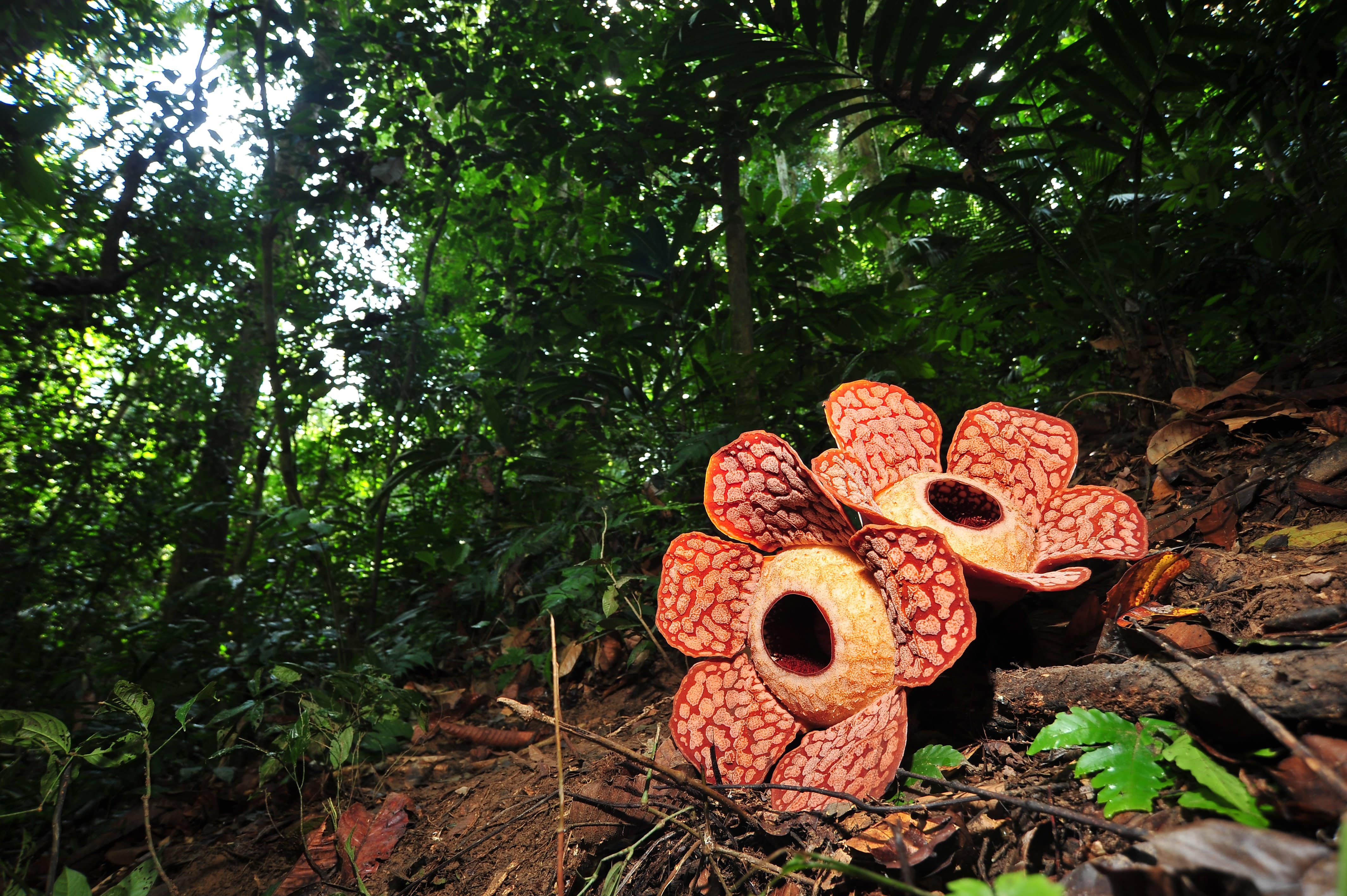 Giorno 10. Foresta Tropicale di Belum
