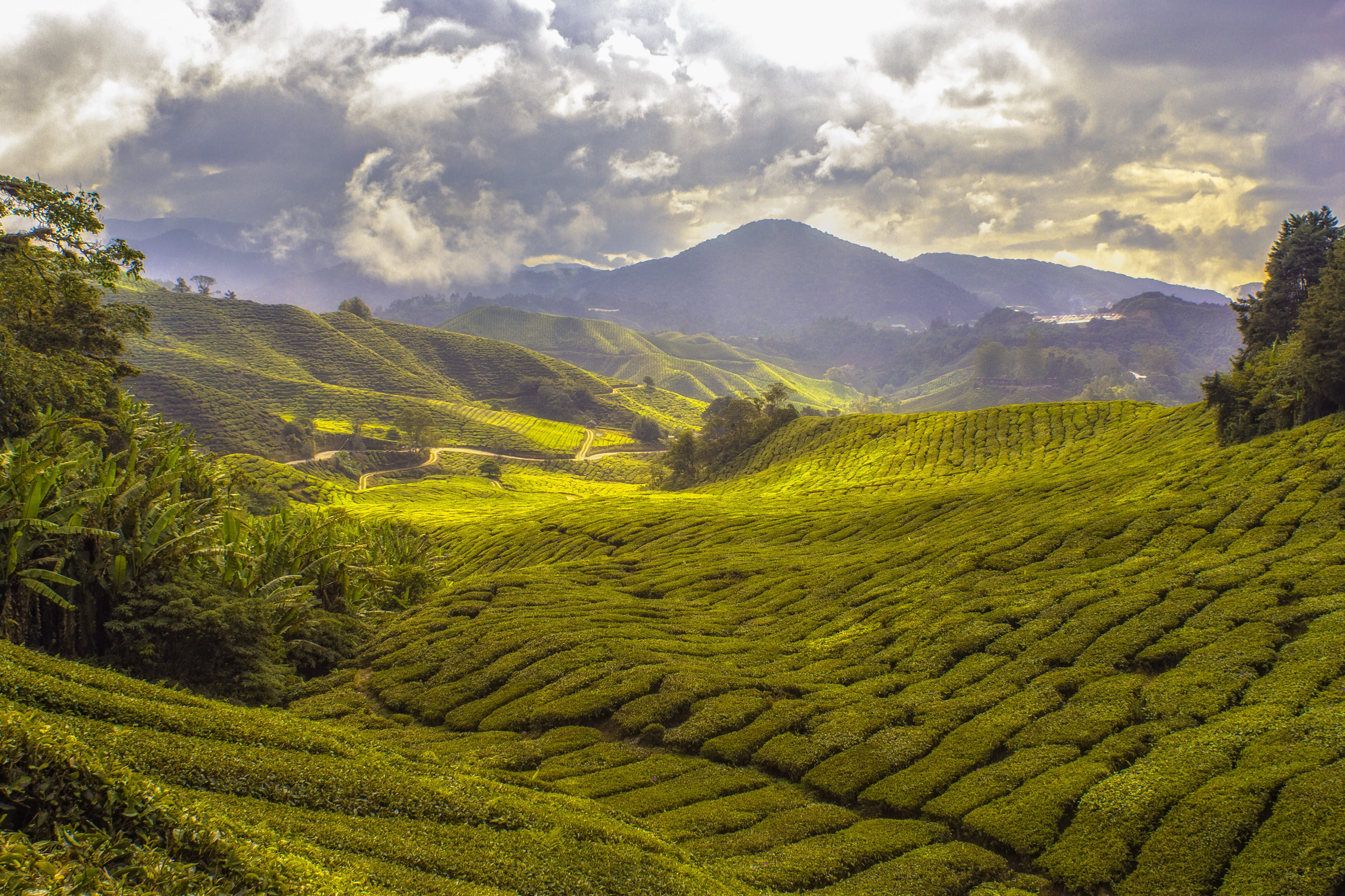 Giorno 6. Da Taman Negara alle Cameron Highlands