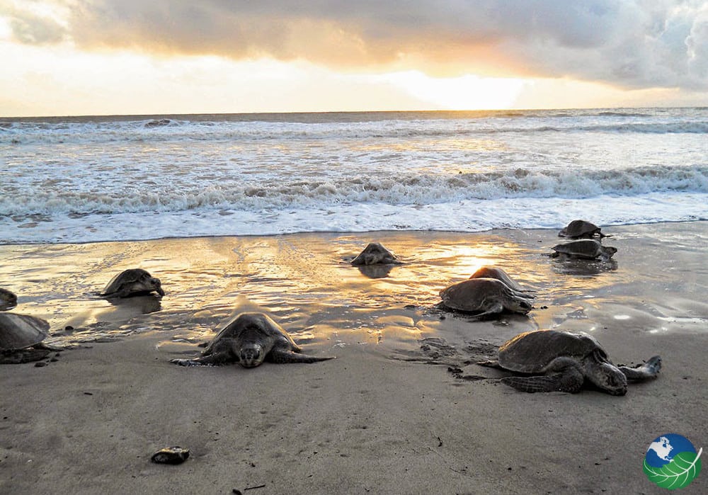 Giorno 3: Da San José a Tortuguero 