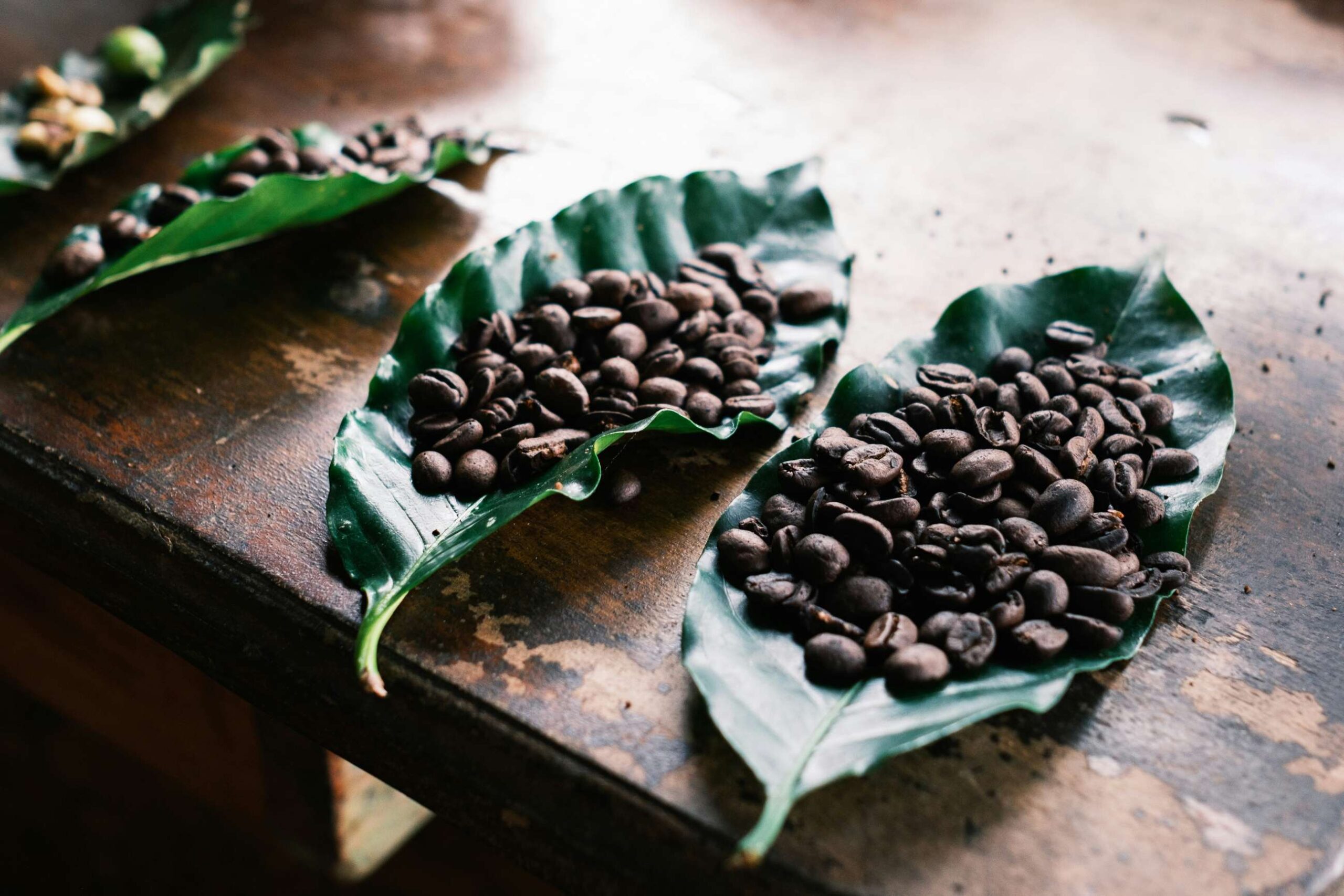 Chicchi di caffè su foglie verdi, il caffè delle piantagioni del Costa Rica