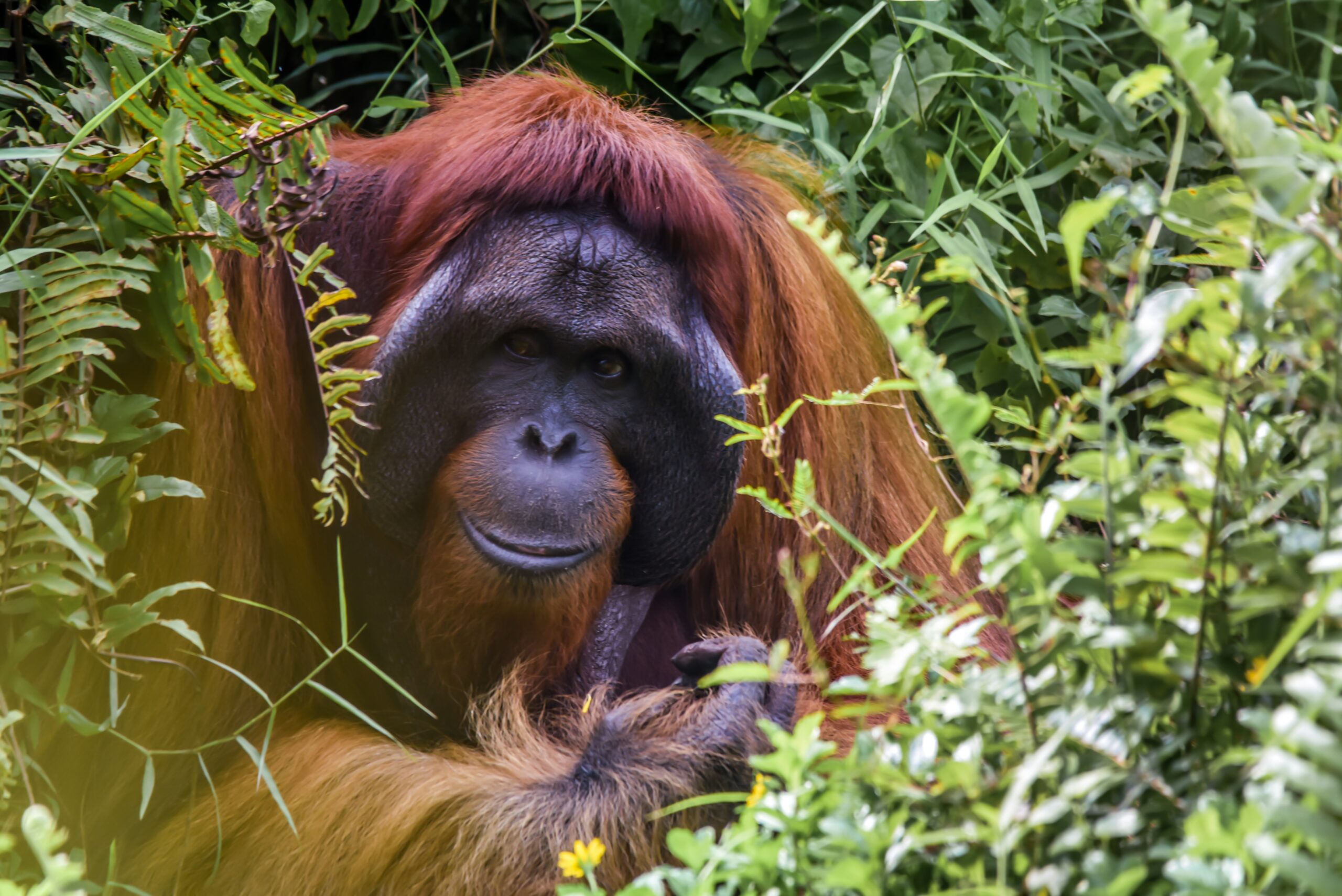 Il Meglio della Malesia e del Borneo