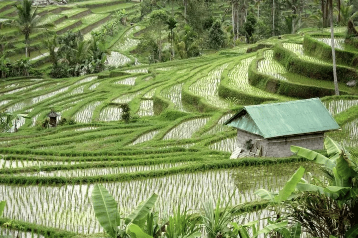 Le risaie a terrazza di Jatiluwih con una capanna, Bali, Indonesia