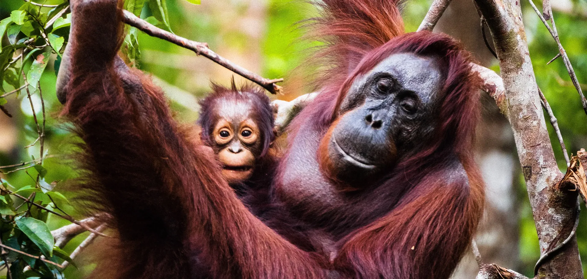 Malesia e Borneo tour completo viaggio asmara