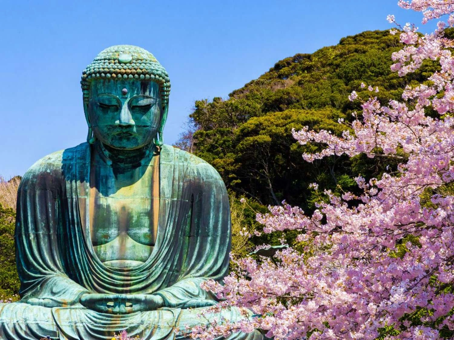 Il Grande Buddha di Kamakura tra i ciliegi in fiore, viaggio in Giappone