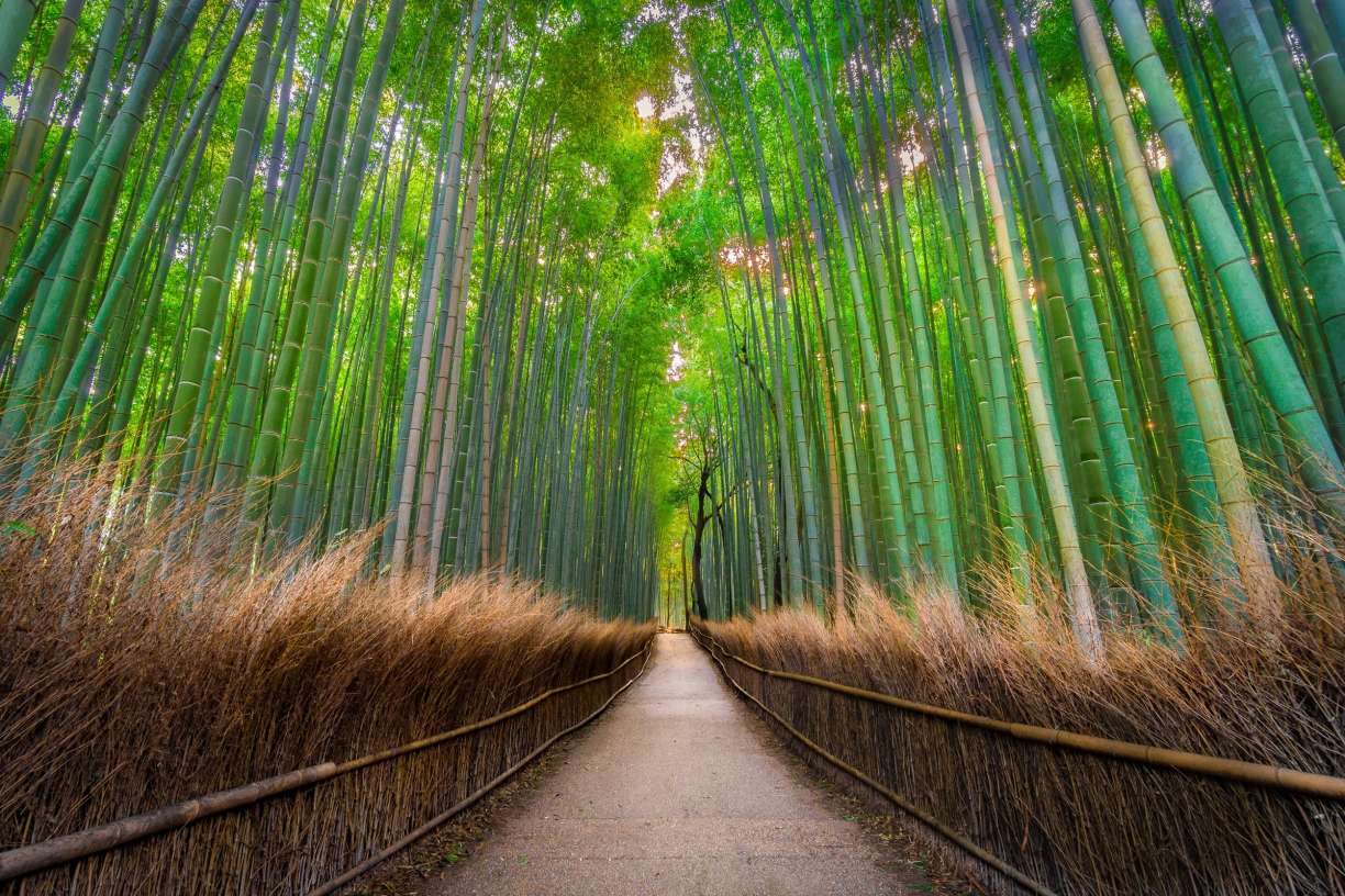 Il sentiero nella foresta di bambù di Arashiyama a Kyoto, cosa vedere in Giappone