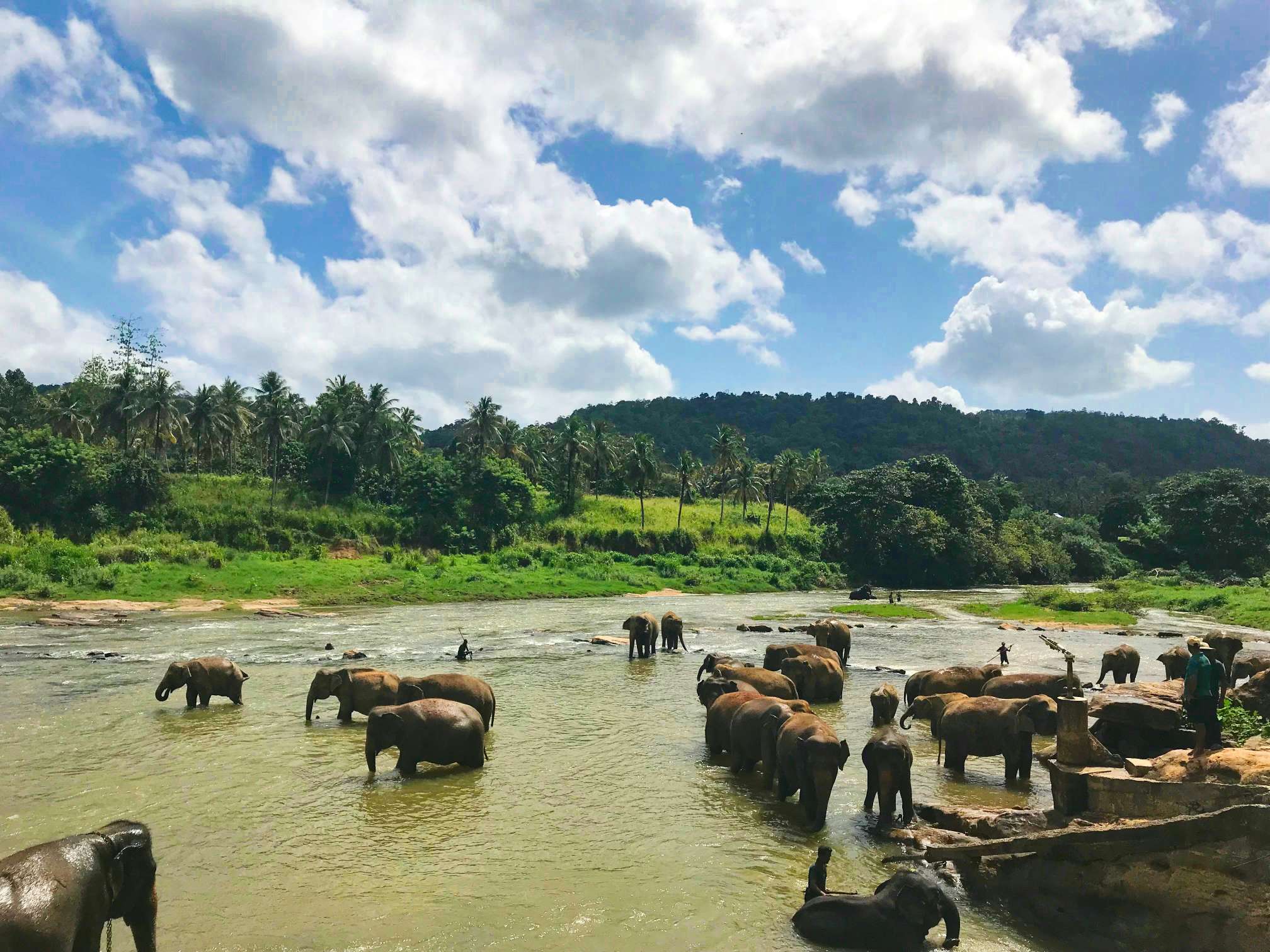 Elefanti che fanno il bagno nel fiume a Pinnawala, Sri Lanka