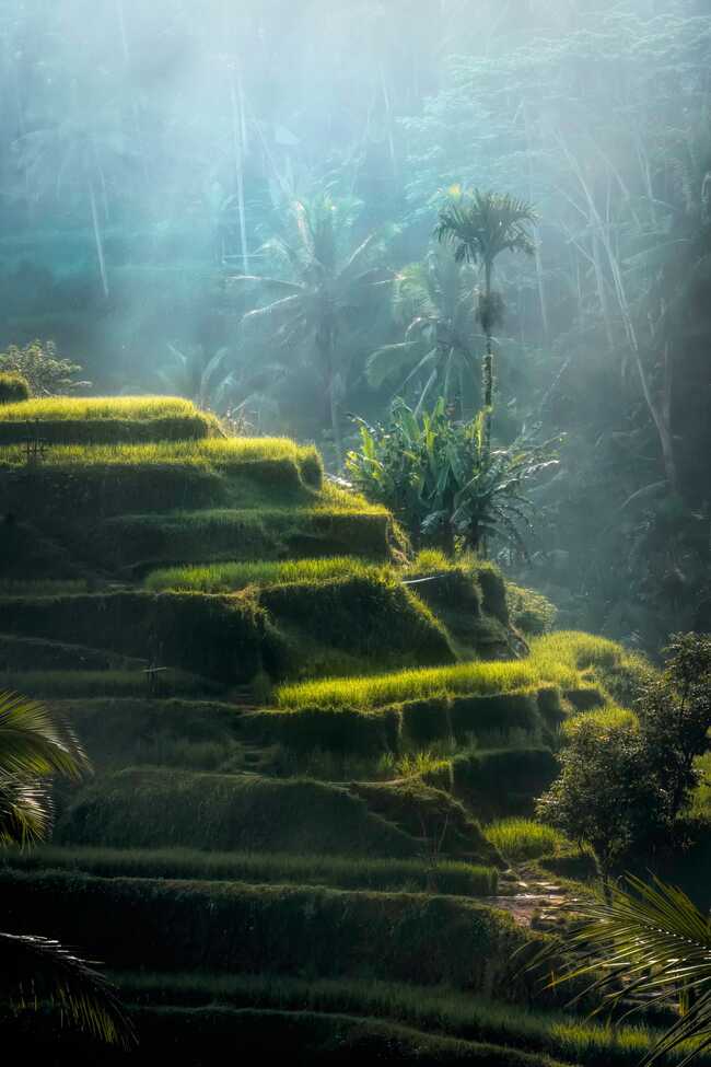 Ubud Terrazzamenti di Riso – Kintamani