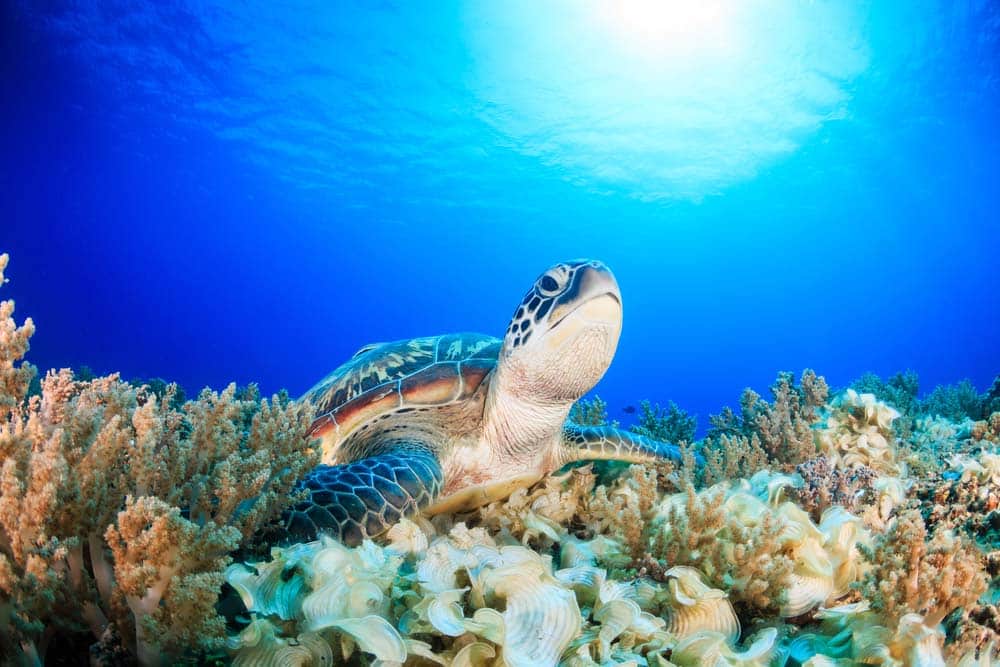 Tartaruga marina tra i coralli, snorkeling alle isole Gili, Indonesia