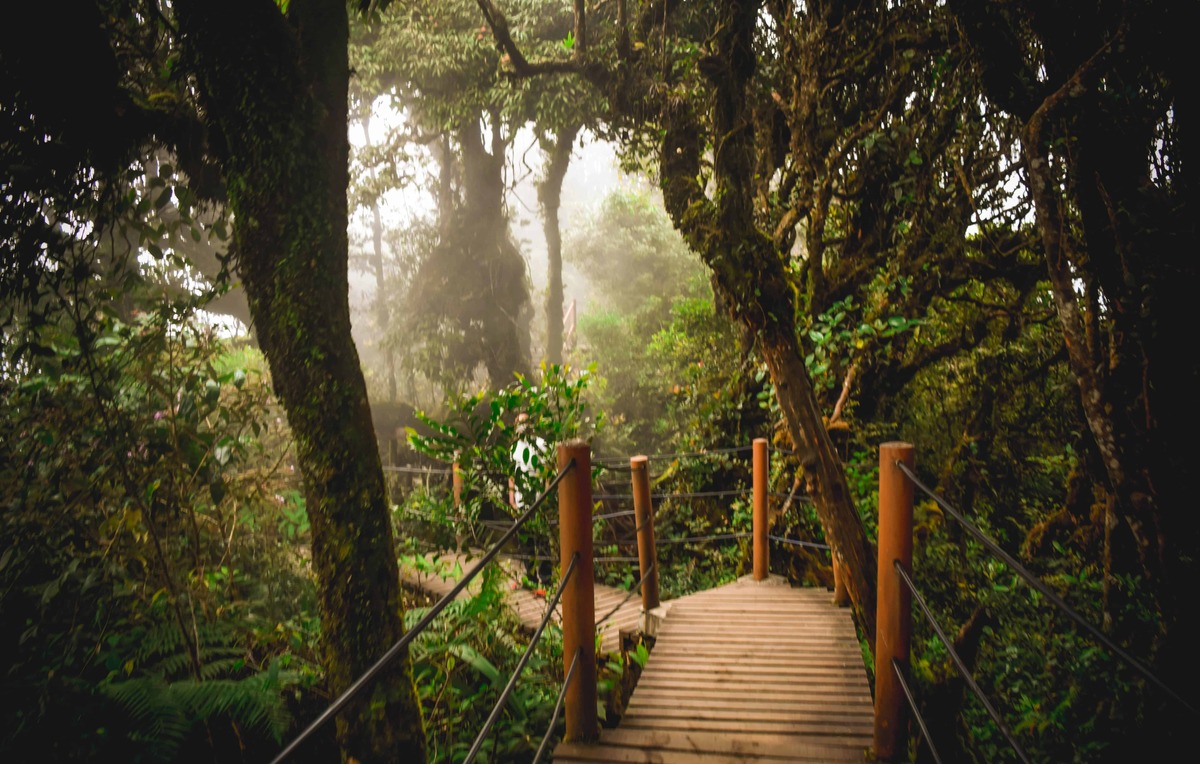 Sentiero di legno nella nebbia della Mossy Forest, Cameron Highlands, Malesia