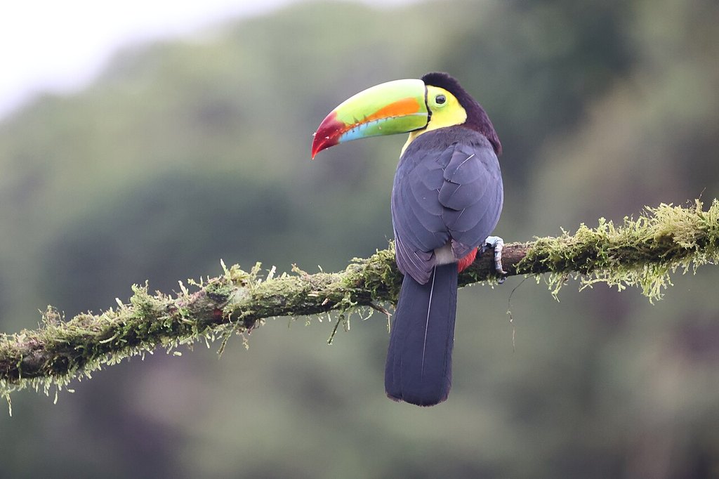 Giorno 10 · 21 dicembre — Arrivederci Costa Rica