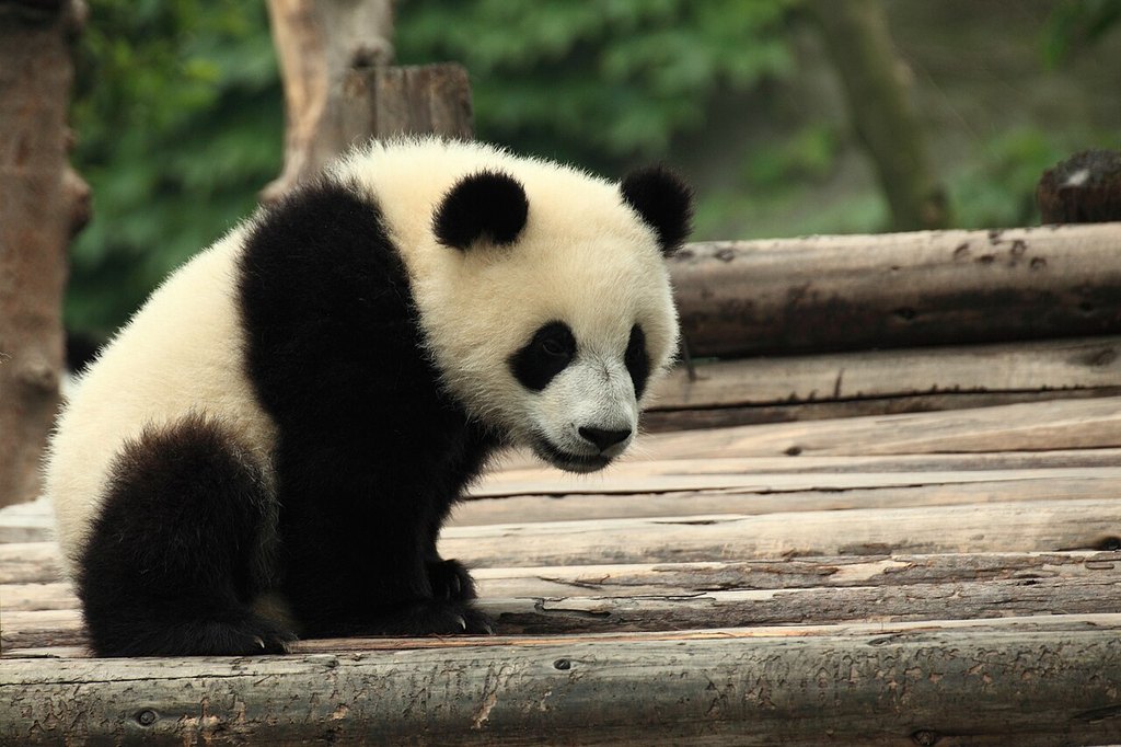 Giorno 6 — I panda giganti e le case da tè di Chengdu
